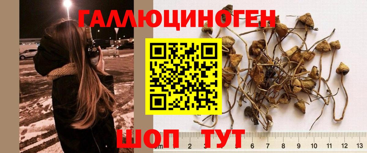 Галлюциногенные грибы прущие грибы Переславль-Залесский